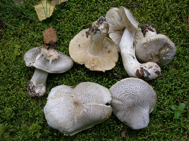 Tricholoma pardinum.